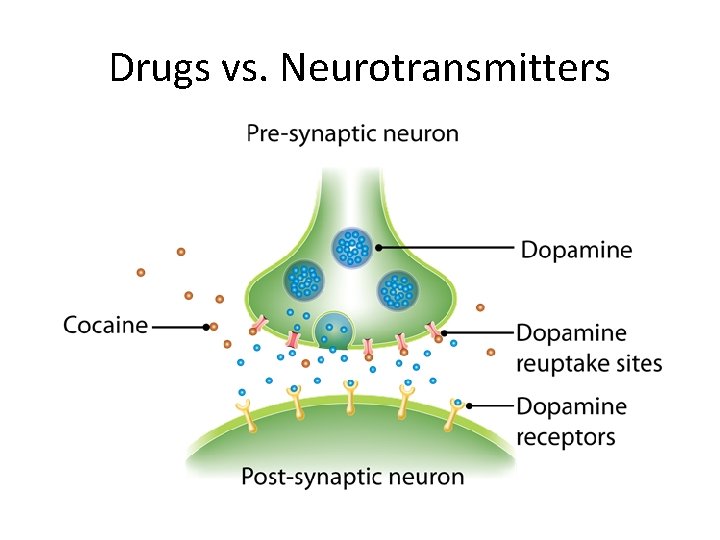 Drugs vs. Neurotransmitters 