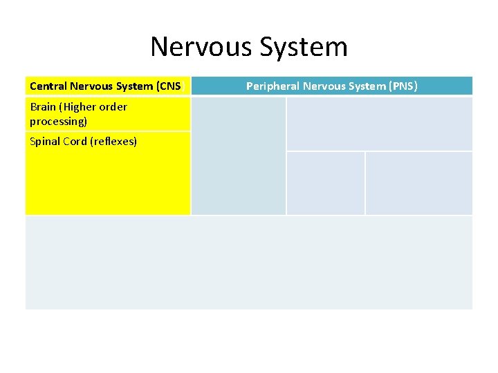 Nervous System Central Nervous System (CNS) Peripheral Nervous System (PNS) • CNS = Spinal