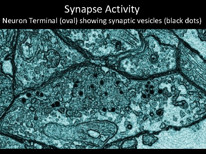 Synapse Activity Neuron Terminal (oval) showing synaptic vesicles (black dots) 