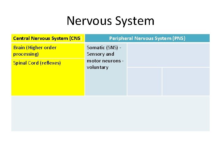 Nervous System Central Nervous System (CNS) Peripheral Nervous System (PNS) • CNS = Spinal