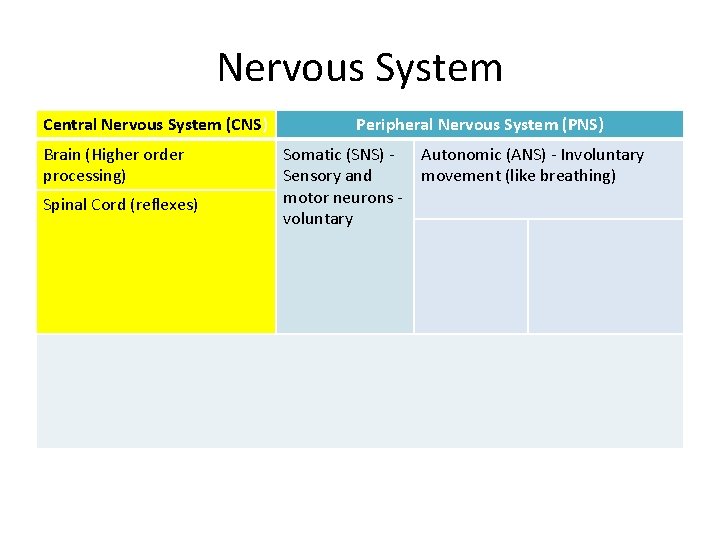 Nervous System Central Nervous System (CNS) Peripheral Nervous System (PNS) • CNS = Spinal