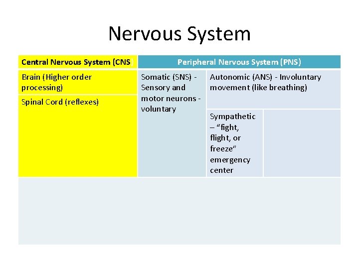 Nervous System Central Nervous System (CNS) Peripheral Nervous System (PNS) • CNS = Spinal