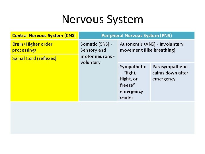 Nervous System Central Nervous System (CNS) Peripheral Nervous System (PNS) • CNS = Spinal