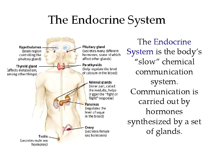 The Endocrine System is the body’s “slow” chemical communication system. Communication is carried out