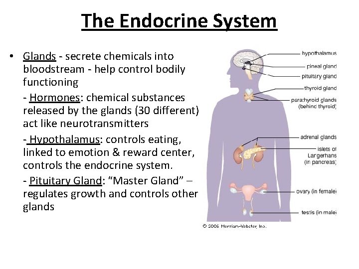 The Endocrine System • Glands - secrete chemicals into bloodstream - help control bodily