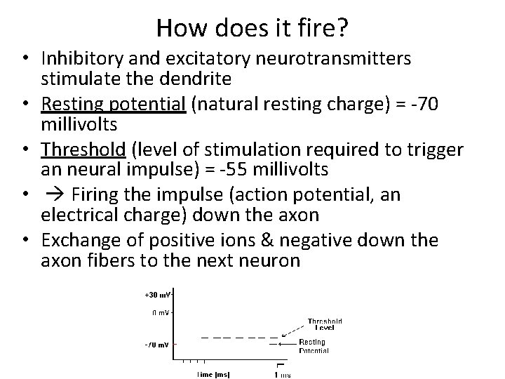 How does it fire? • Inhibitory and excitatory neurotransmitters stimulate the dendrite • Resting