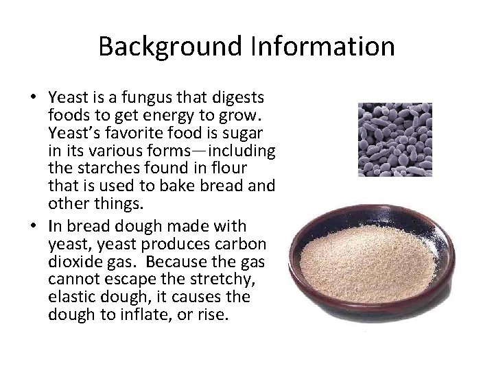 Background Information • Yeast is a fungus that digests foods to get energy to