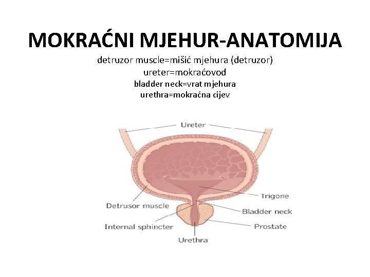 MOKRAĆNI MJEHUR-ANATOMIJA detruzor muscle=mišić mjehura (detruzor) ureter=mokraćovod bladder neck=vrat mjehura urethra=mokraćna cijev 