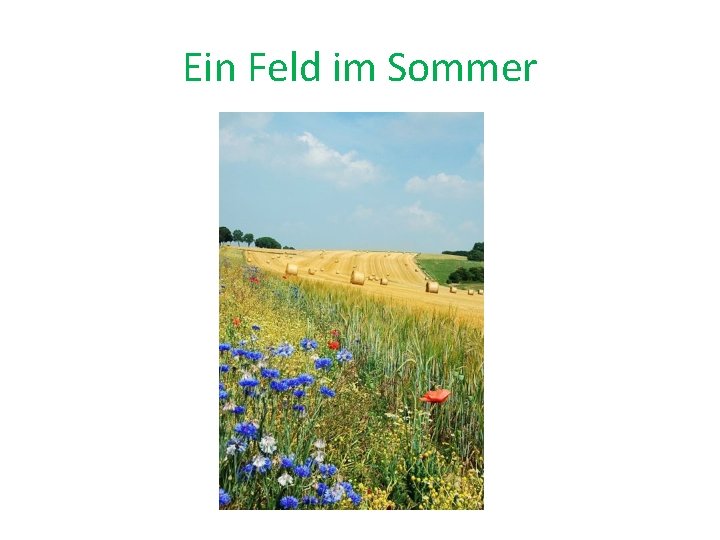 Ein Feld im Sommer 