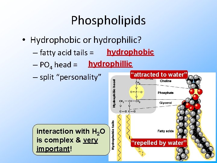 Phospholipids • Hydrophobic or hydrophilic? hydrophobic – fatty acid tails = – PO 4