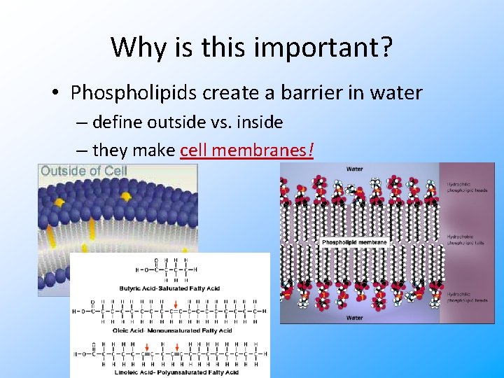 Why is this important? • Phospholipids create a barrier in water – define outside