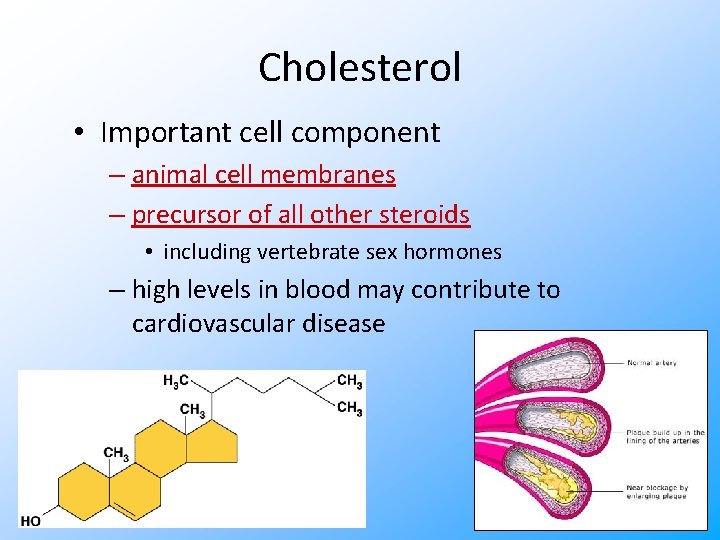 Cholesterol • Important cell component – animal cell membranes – precursor of all other