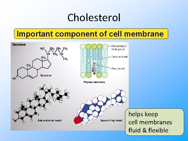 Cholesterol Important component of cell membrane helps keep cell membranes fluid & flexible 