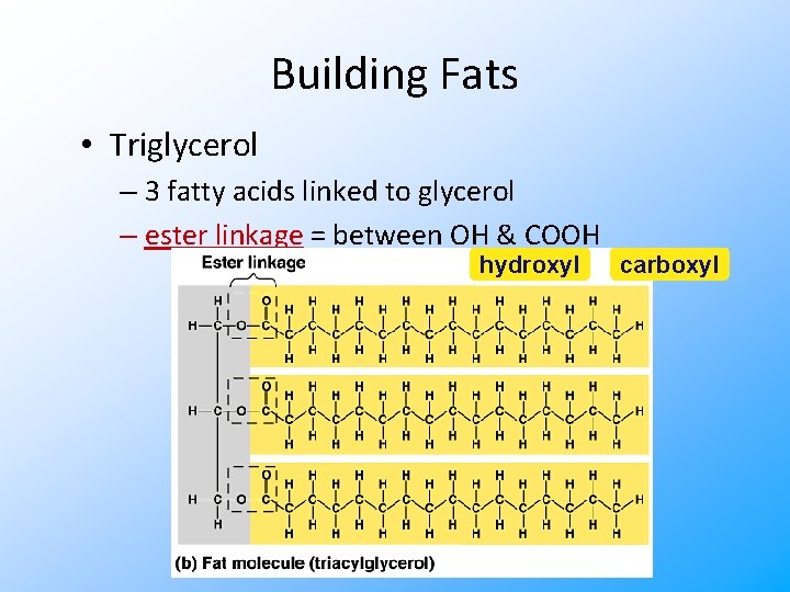 Building Fats • Triglycerol – 3 fatty acids linked to glycerol – ester linkage