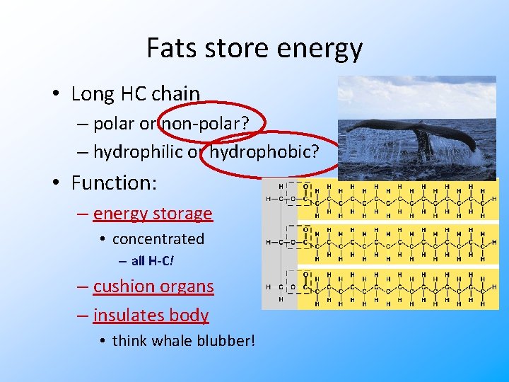 Fats store energy • Long HC chain – polar or non-polar? – hydrophilic or