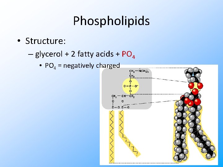 Phospholipids • Structure: – glycerol + 2 fatty acids + PO 4 • PO