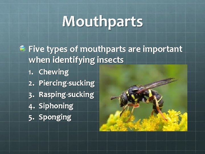 Horticultural Pests Objective Discuss the anatomy and life