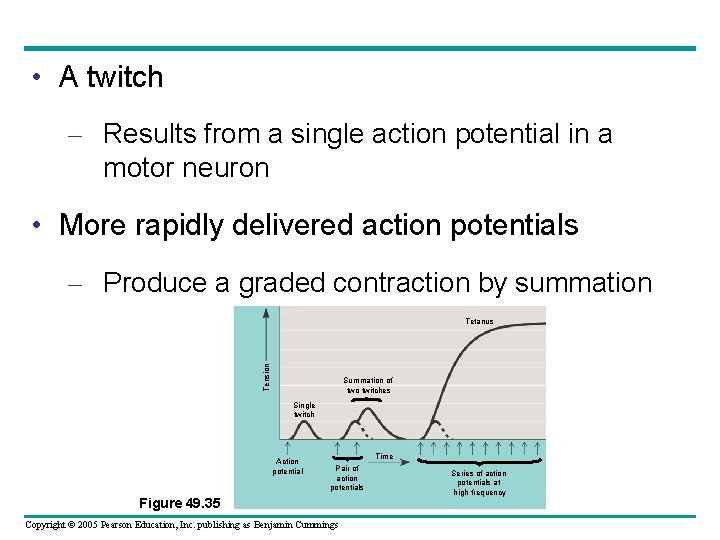  • A twitch – Results from a single action potential in a motor