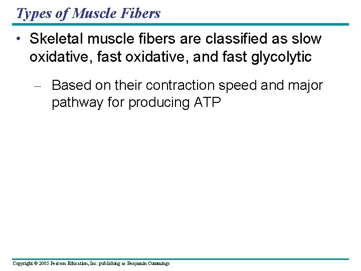 Types of Muscle Fibers • Skeletal muscle fibers are classified as slow oxidative, fast