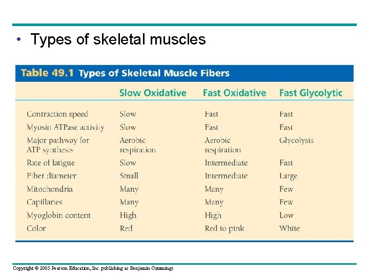  • Types of skeletal muscles Copyright © 2005 Pearson Education, Inc. publishing as