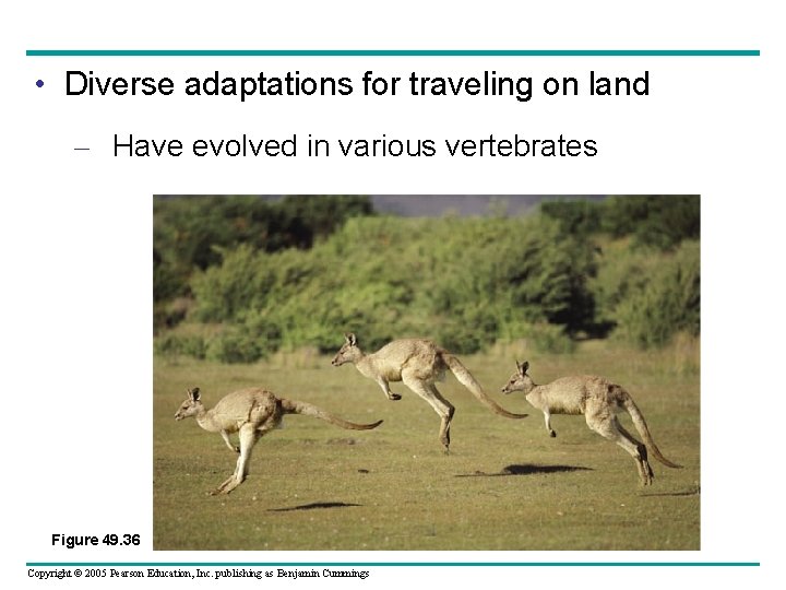  • Diverse adaptations for traveling on land – Have evolved in various vertebrates