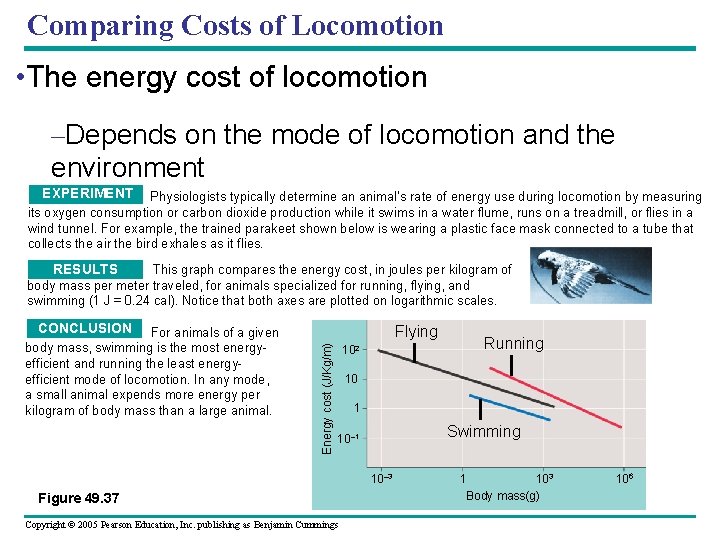 Comparing Costs of Locomotion • The energy cost of locomotion –Depends on the mode