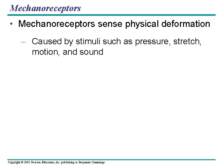 Mechanoreceptors • Mechanoreceptors sense physical deformation – Caused by stimuli such as pressure, stretch,