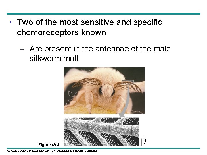  • Two of the most sensitive and specific chemoreceptors known Figure 49. 4