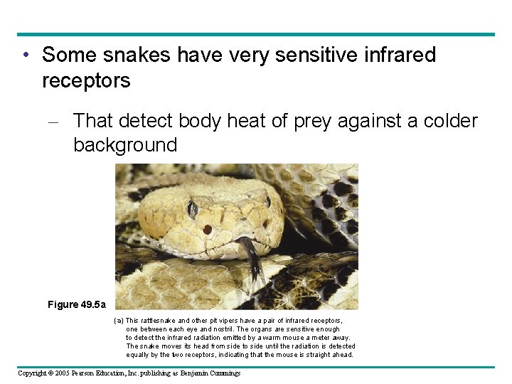  • Some snakes have very sensitive infrared receptors – That detect body heat