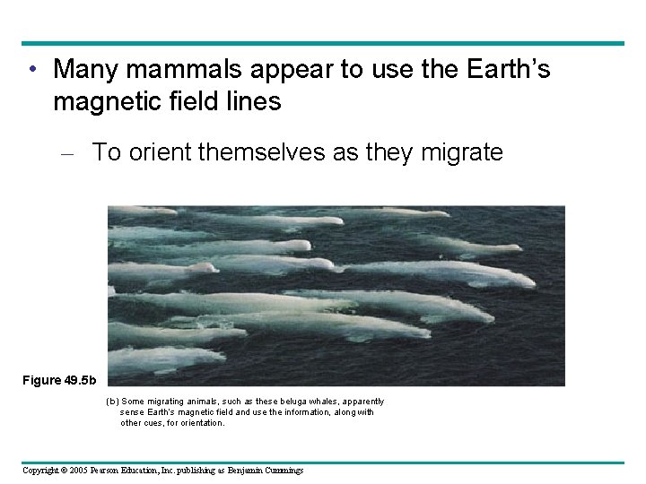  • Many mammals appear to use the Earth’s magnetic field lines – To