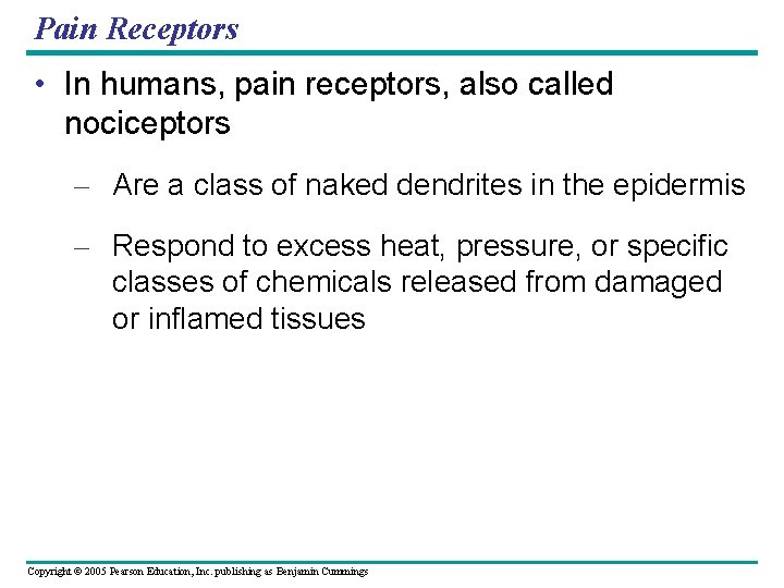 Pain Receptors • In humans, pain receptors, also called nociceptors – Are a class