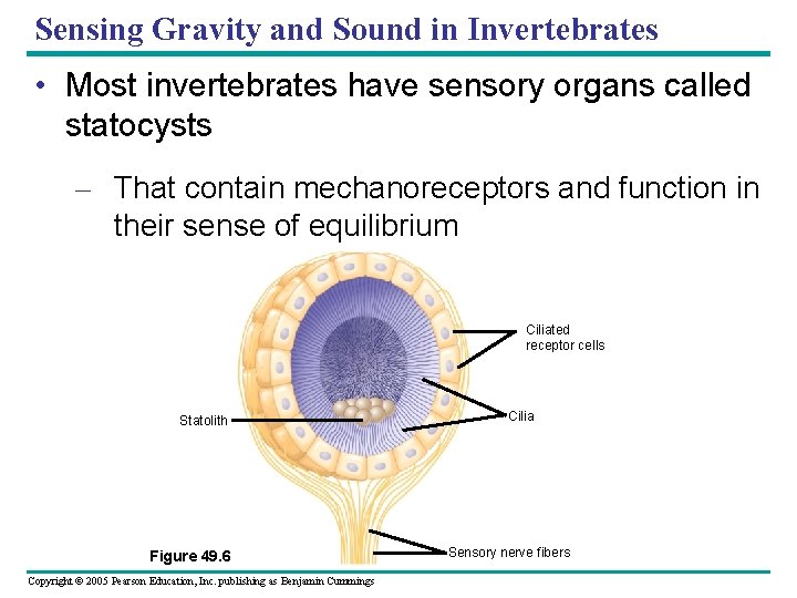 Sensing Gravity and Sound in Invertebrates • Most invertebrates have sensory organs called statocysts