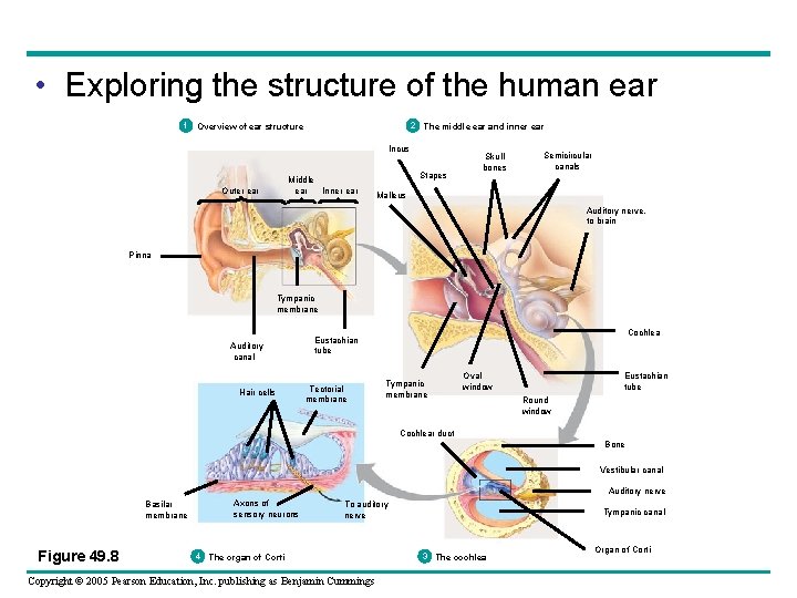  • Exploring the structure of the human ear 1 2 The middle ear