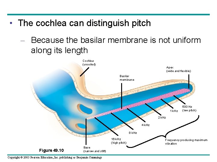  • The cochlea can distinguish pitch – Because the basilar membrane is not