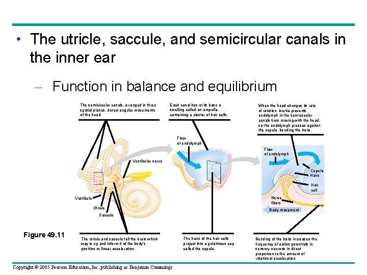  • The utricle, saccule, and semicircular canals in the inner ear – Function