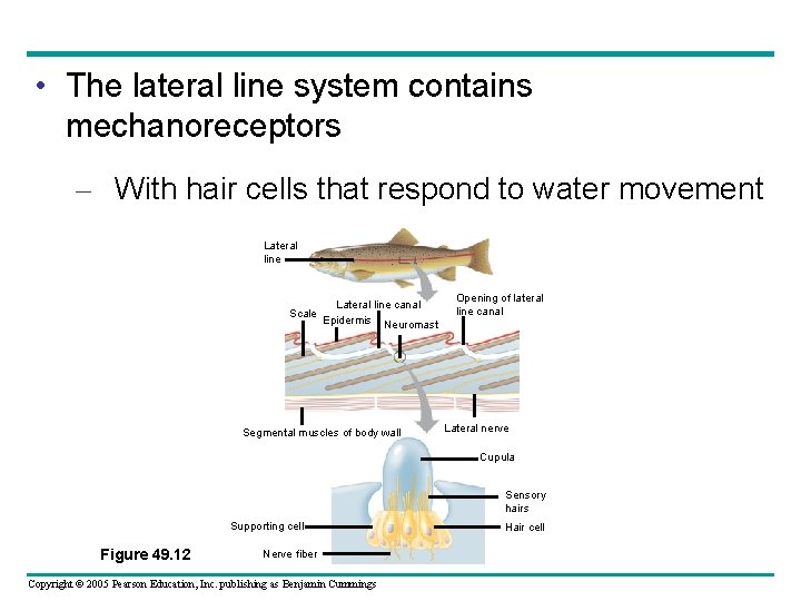  • The lateral line system contains mechanoreceptors – With hair cells that respond