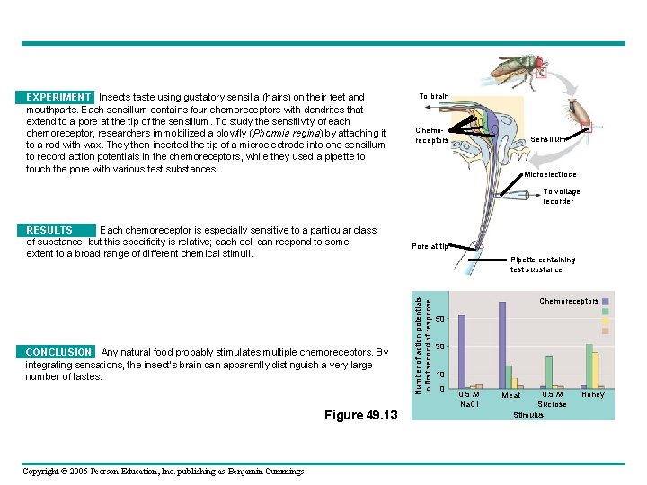 EXPERIMENT Insects taste using gustatory sensilla (hairs) on their feet and mouthparts. Each sensillum