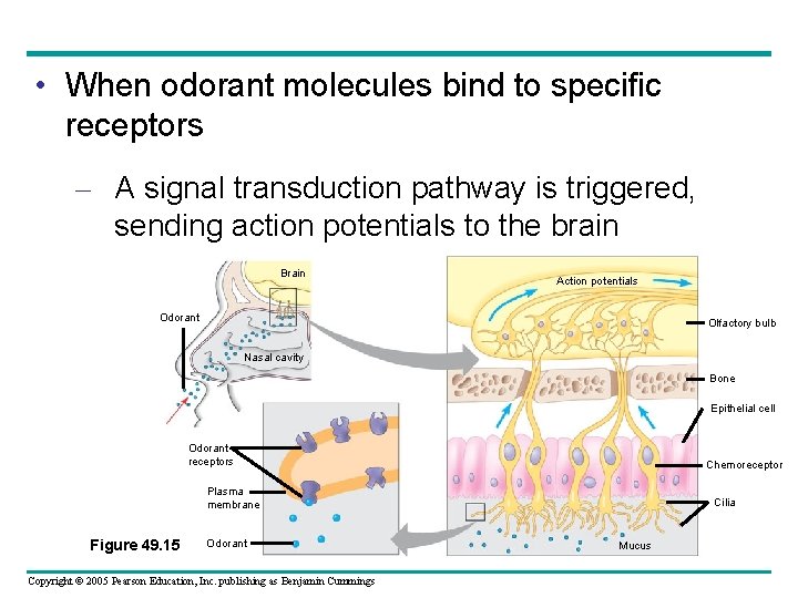  • When odorant molecules bind to specific receptors – A signal transduction pathway
