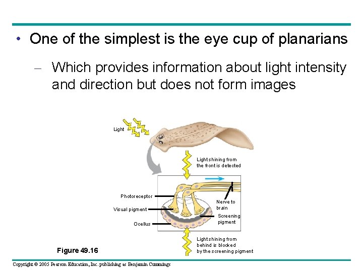  • One of the simplest is the eye cup of planarians – Which