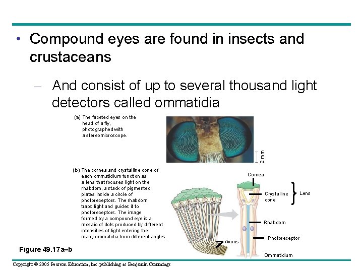  • Compound eyes are found in insects and crustaceans – And consist of