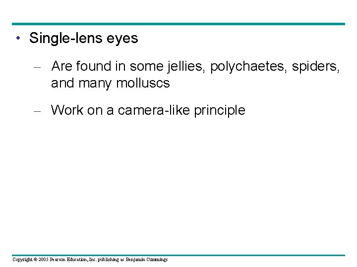  • Single-lens eyes – Are found in some jellies, polychaetes, spiders, and many