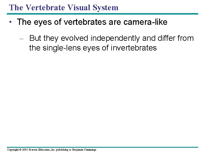 The Vertebrate Visual System • The eyes of vertebrates are camera-like – But they