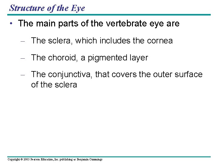Structure of the Eye • The main parts of the vertebrate eye are –
