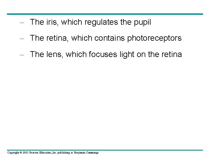 – The iris, which regulates the pupil – The retina, which contains photoreceptors –