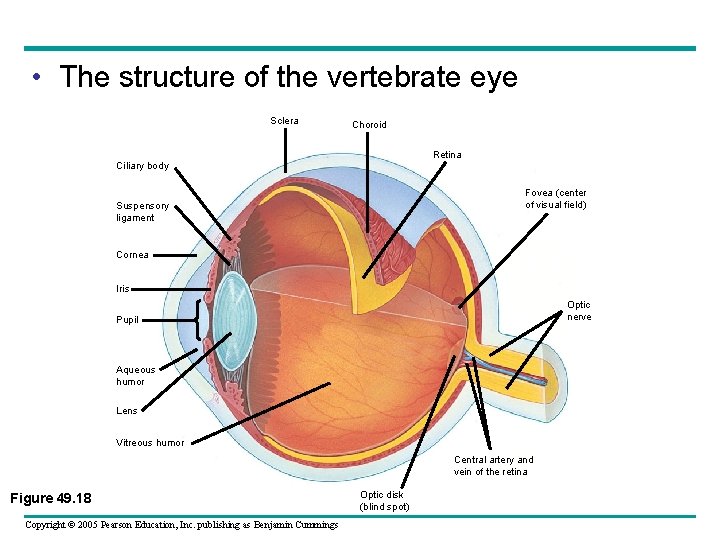  • The structure of the vertebrate eye Sclera Choroid Retina Ciliary body Fovea