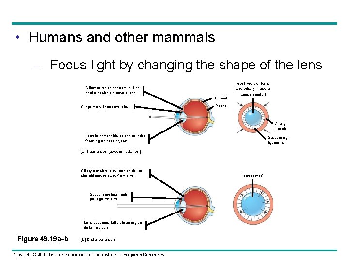  • Humans and other mammals – Focus light by changing the shape of