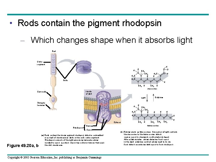  • Rods contain the pigment rhodopsin – Which changes shape when it absorbs