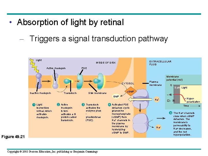  • Absorption of light by retinal – Triggers a signal transduction pathway Light
