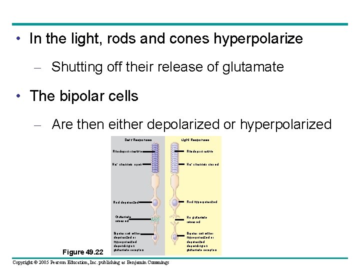  • In the light, rods and cones hyperpolarize – Shutting off their release