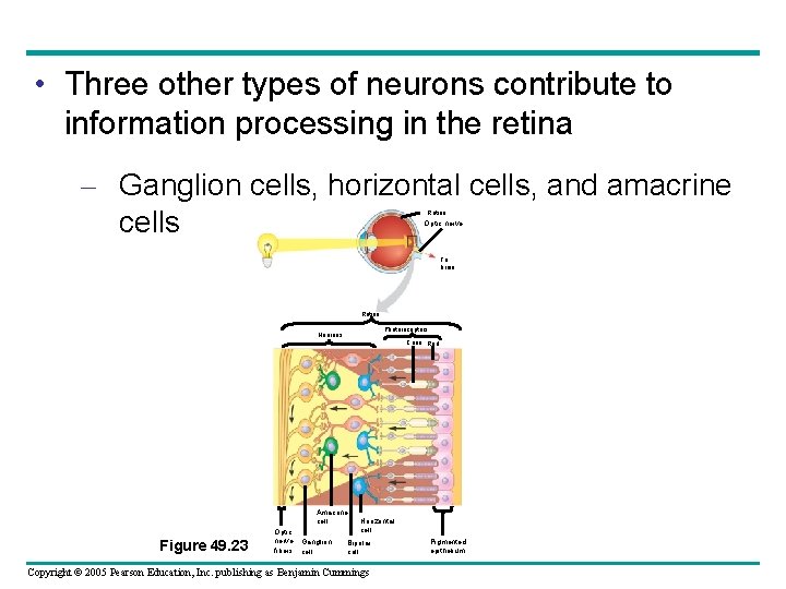  • Three other types of neurons contribute to information processing in the retina